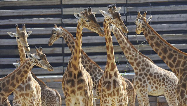 Girafes zoo de Vincennes