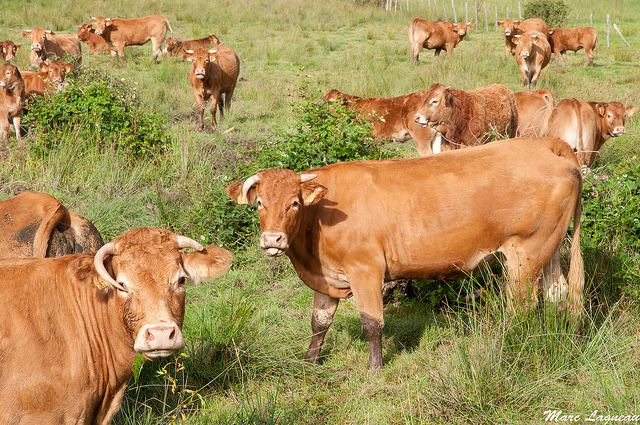 Vache limousine