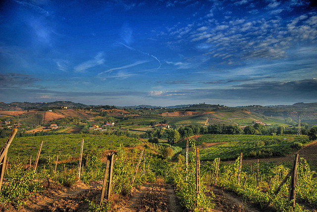 Vignes de Chianti