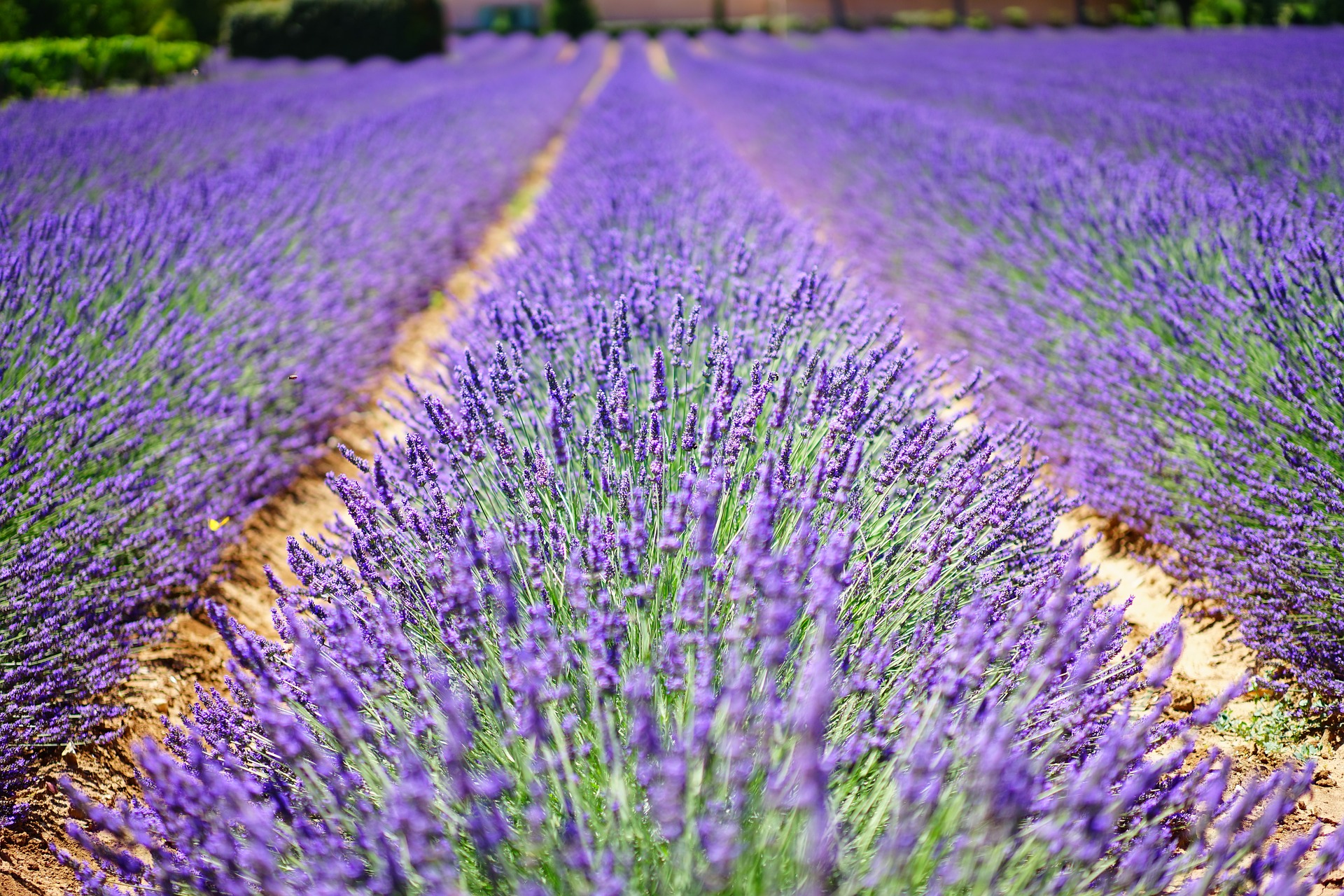 provence