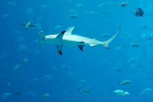 Cap d'agde aquarium