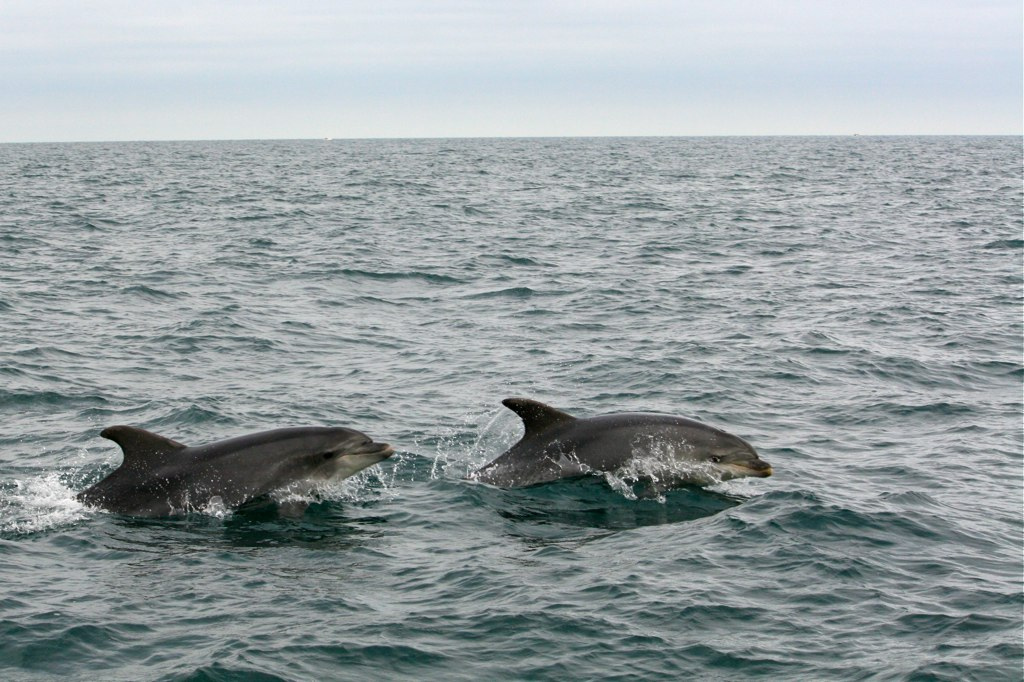 Dauphins