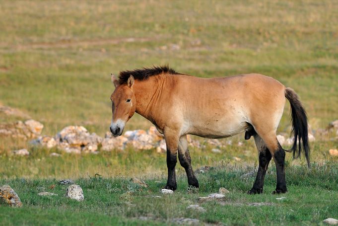 Cheval de Przewalski dans les Causse - Jean-Jacques Boujot