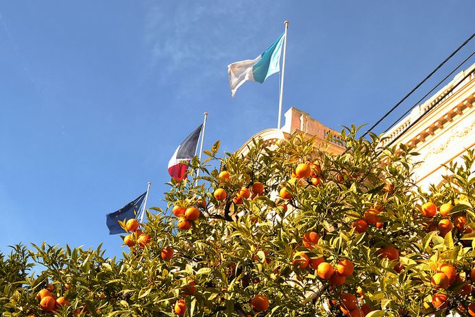 Citronier à Menton - lorrraineeee