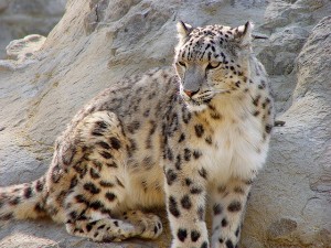 Poitou Charentes zoo