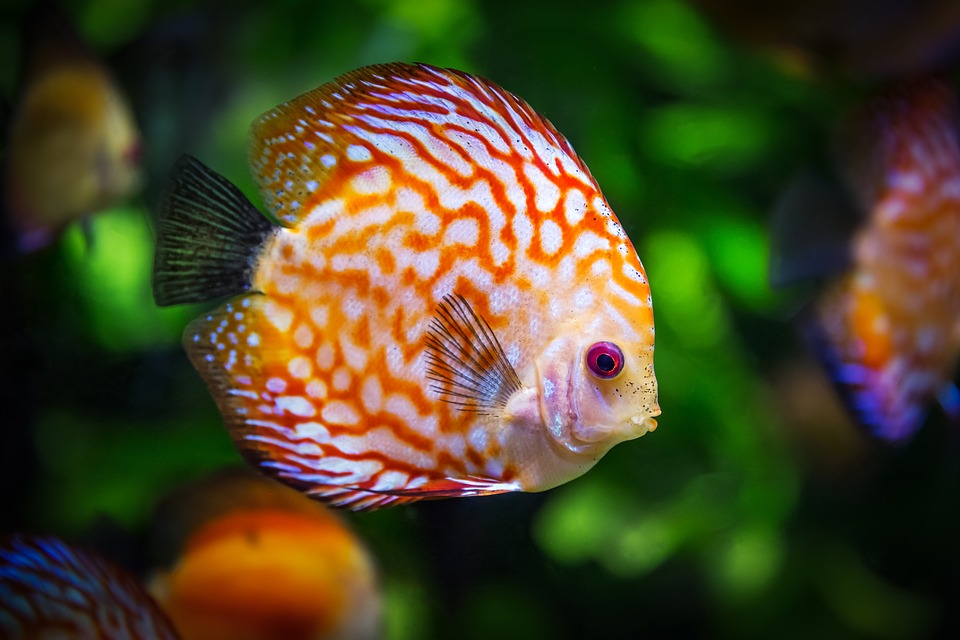 Seaquarium - Grau du Roi - Camargue - Languedoc Roussillon