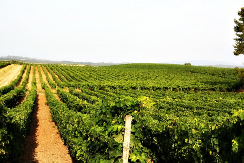 Les vignobles, c'est l'essence de la vie ! 