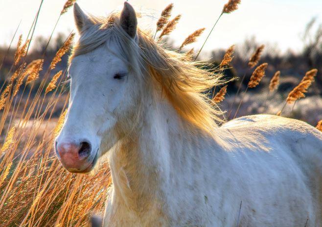 les fameux chevaux de camargue - wolfgang staudt