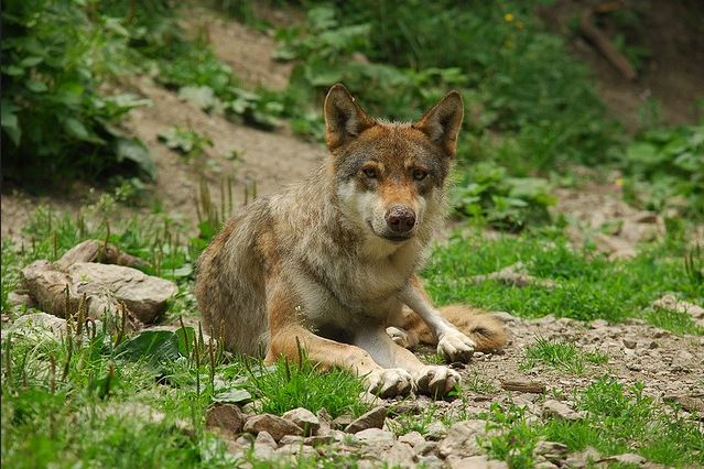 mercantour - jeune loup - GIPE25