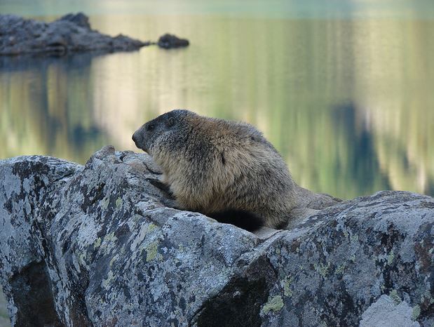 écrins - Marmotte au lac lauvitel - christophe delaere