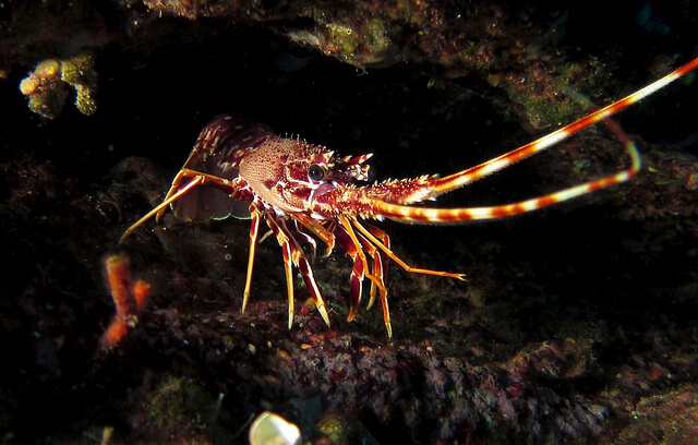 plongée argelès sur mer