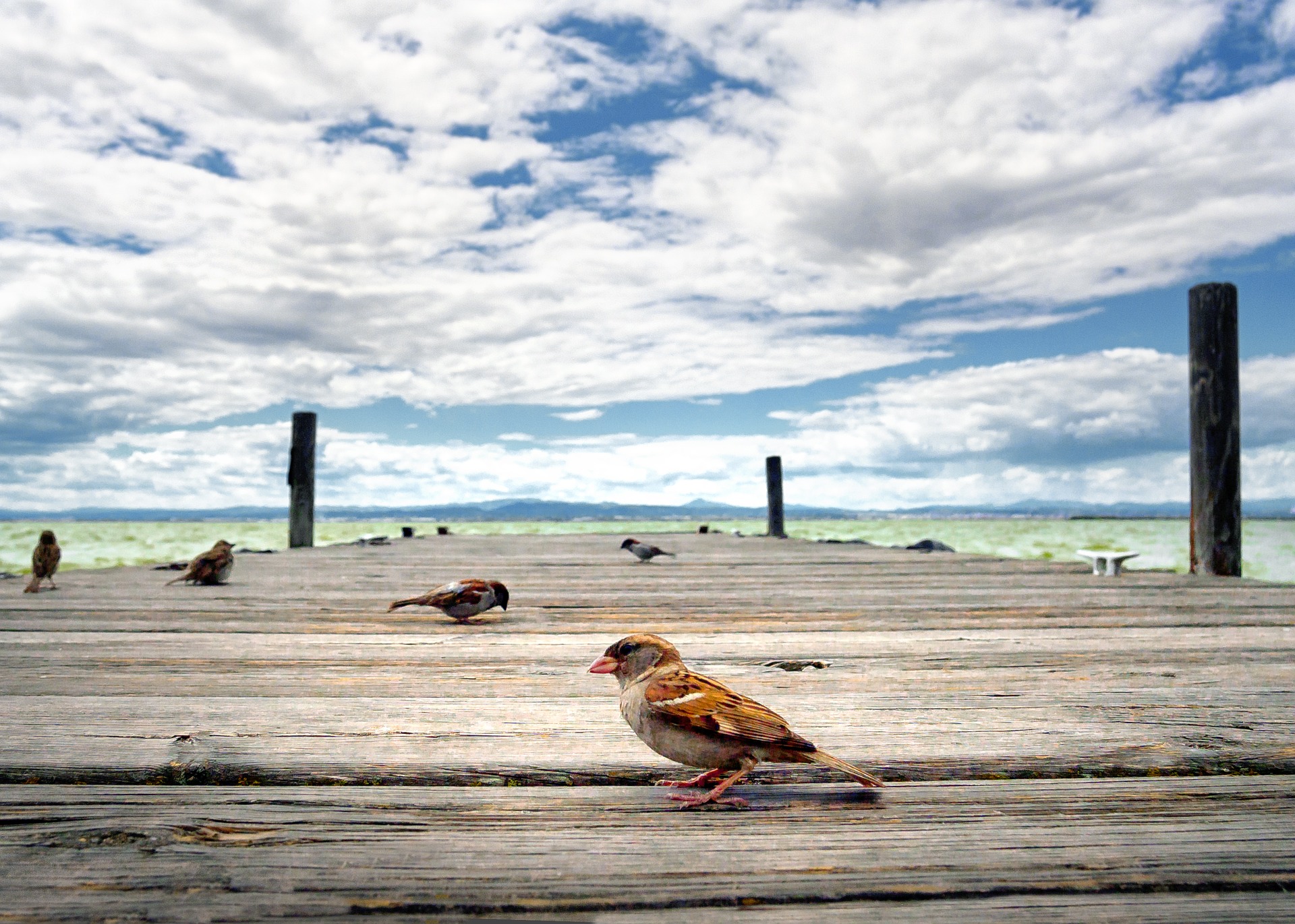 albufera valence