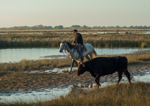 La Camargue - Taureau et balade à cheval @Jackmack34 - Pixabay