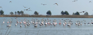 L'Ampolla - Un des villages de pêcheurs des Terres de l'Ebre @Terres de l'Ebre OT