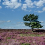 Parc Naturel Régional des Landes de Gascogne - Aureilhan - @Skitterphoto - Pixabay