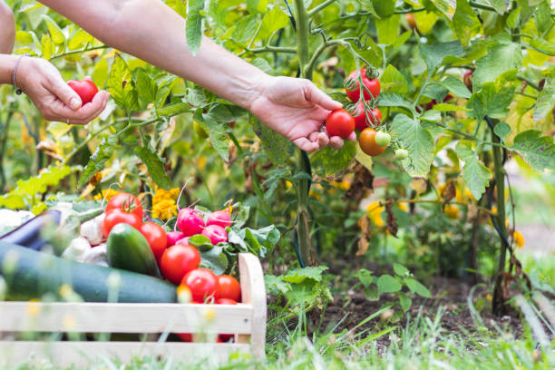 jardin potager