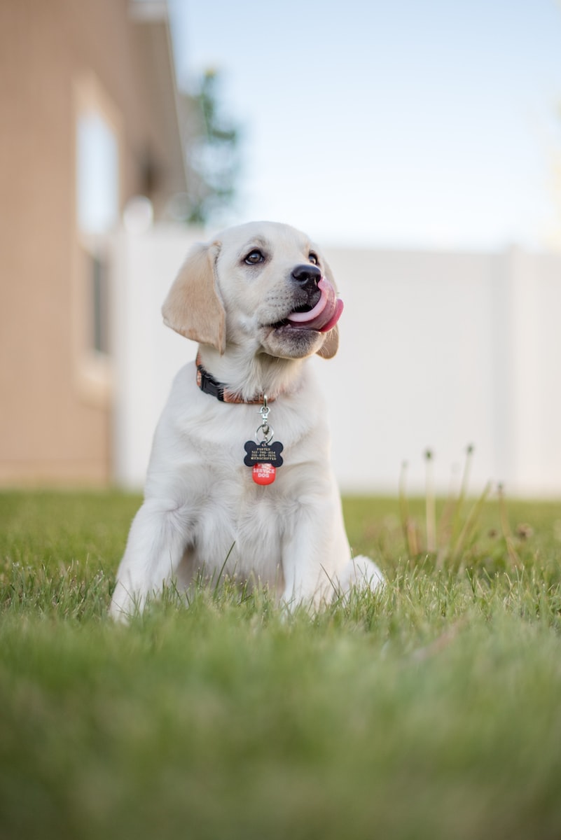 Pourquoi mon chien lèche tout ? Et Pourquoi mon chien me lèche tout le temps ?