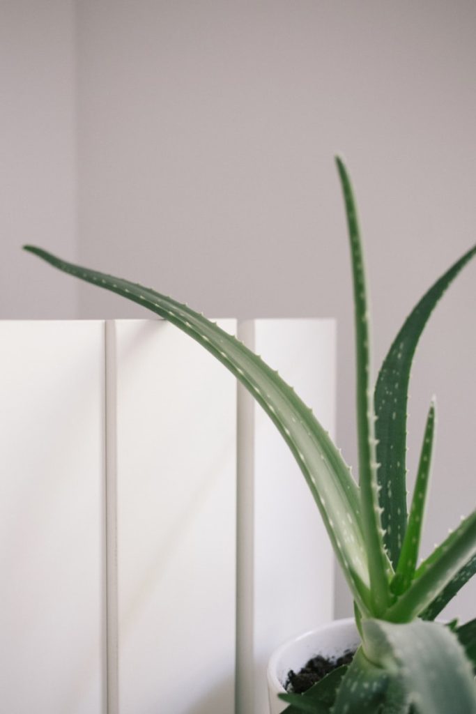 Aloe vera top plus belles plante intérieur