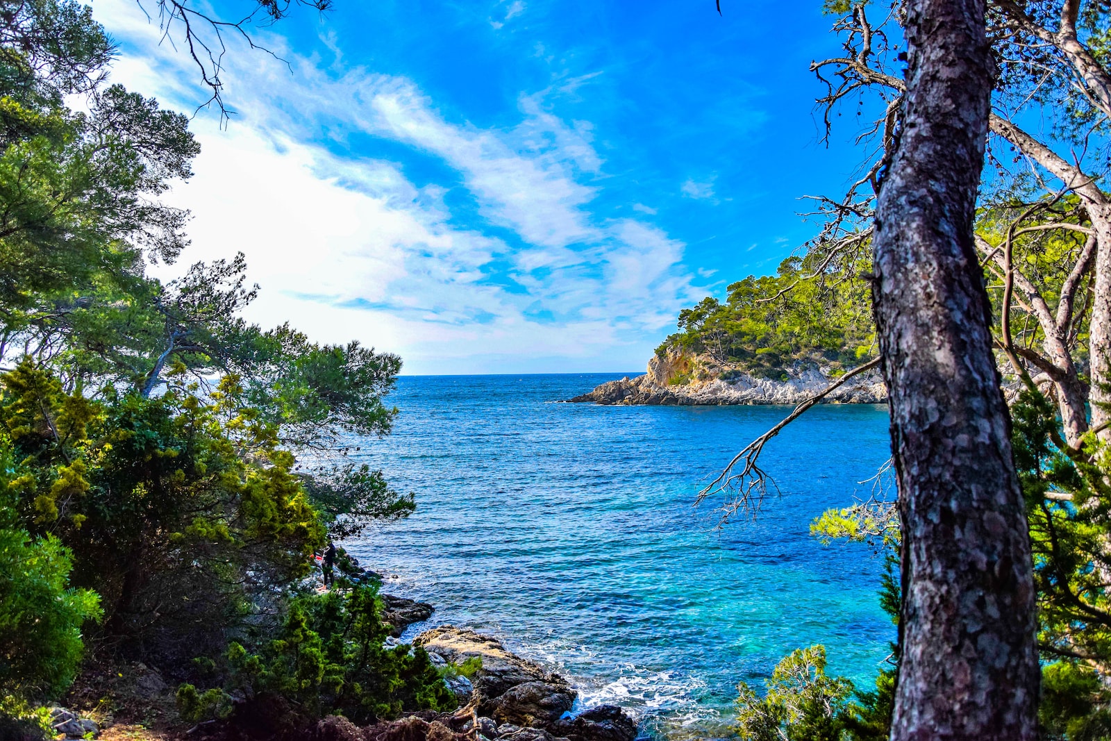 green trees near body of water under blue sky during daytime