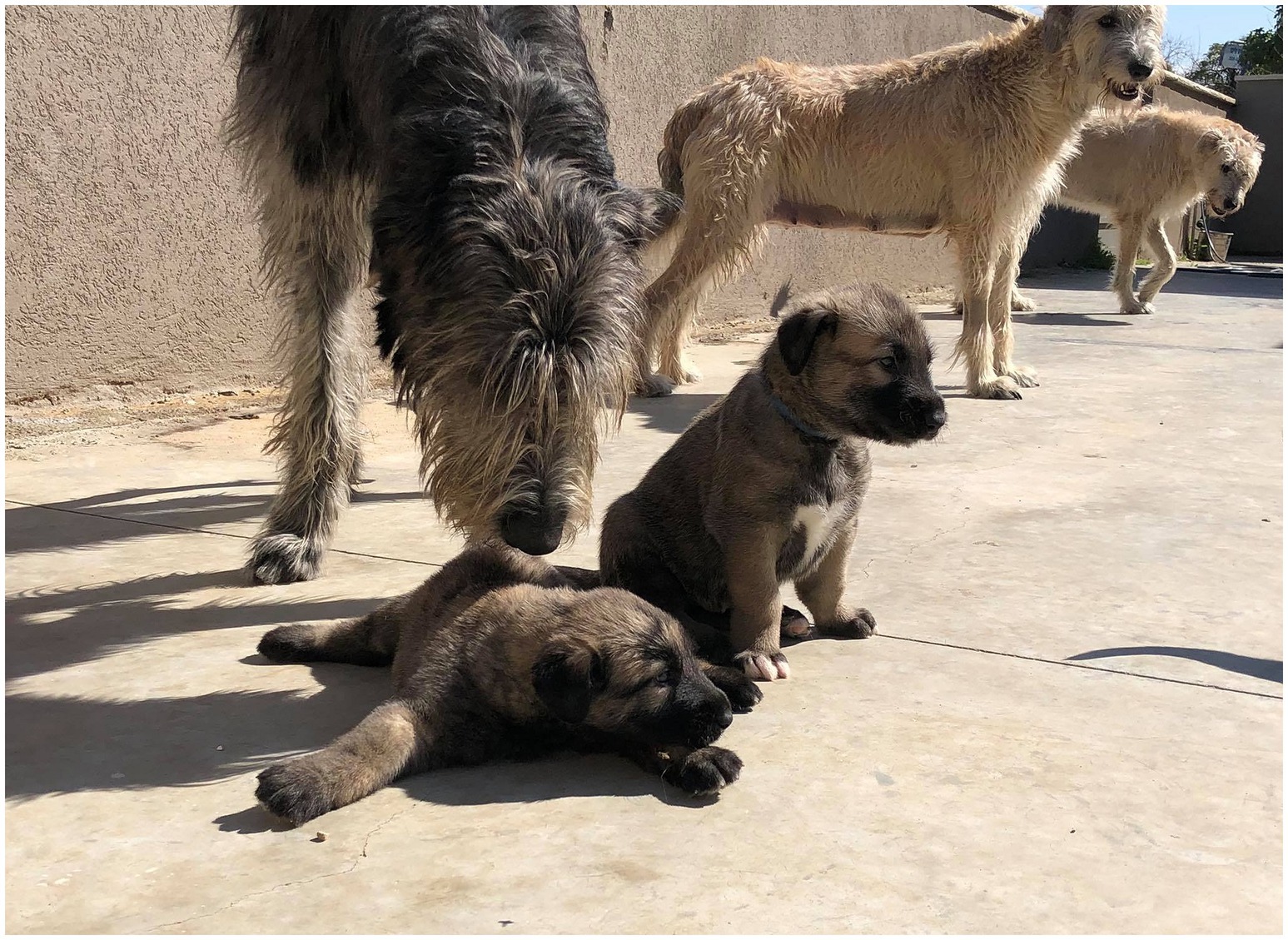 Vétérinaire aidant un chien atteint du syndrome du nageur.