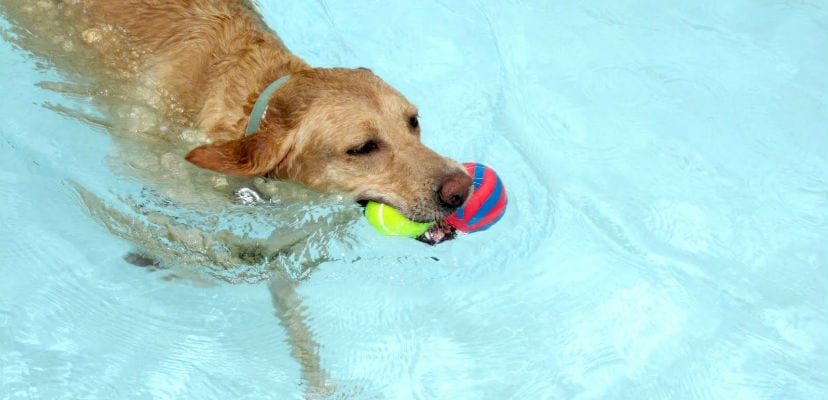 Chien nageant dans l'eau.