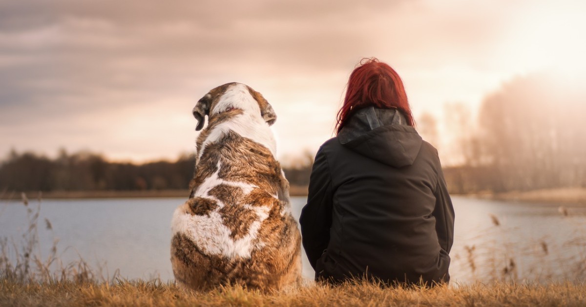 Chien désorienté après avoir été abandonné.