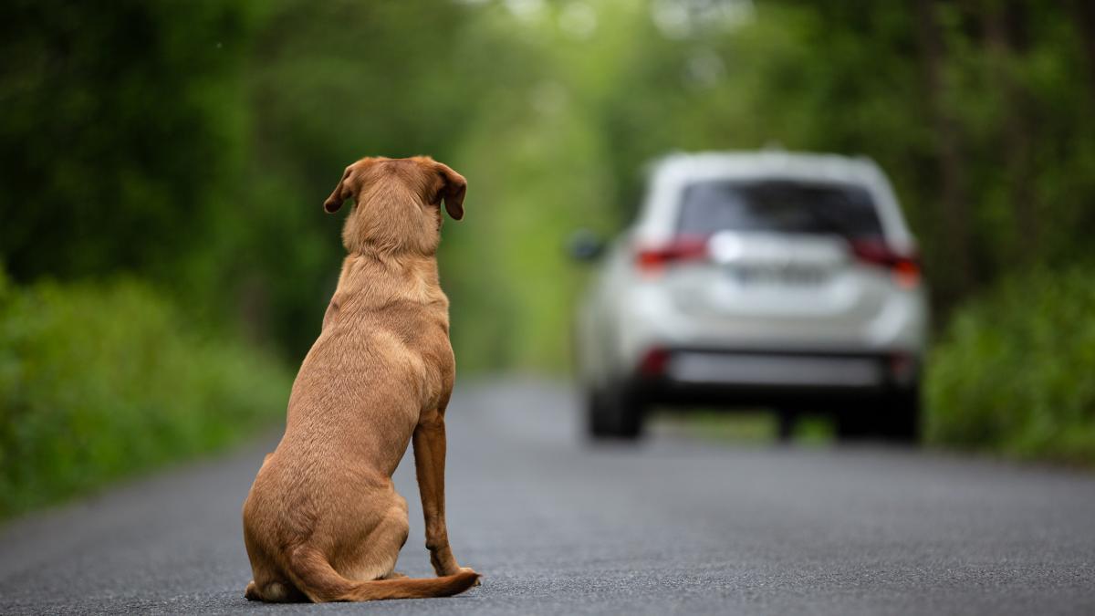 Chien adopté dans un foyer.