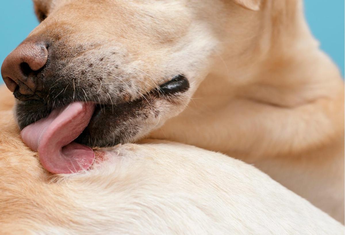 Propriétés bactéricides de la salive des chiens