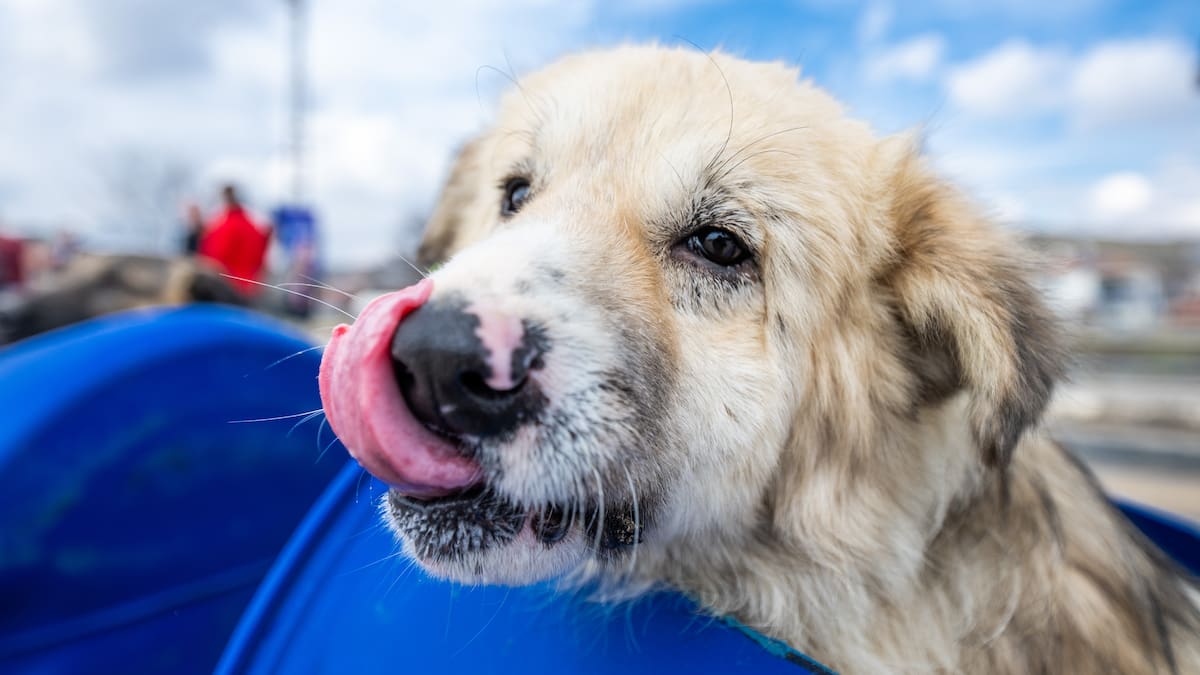 Propriétés curatives de la salive des chiens