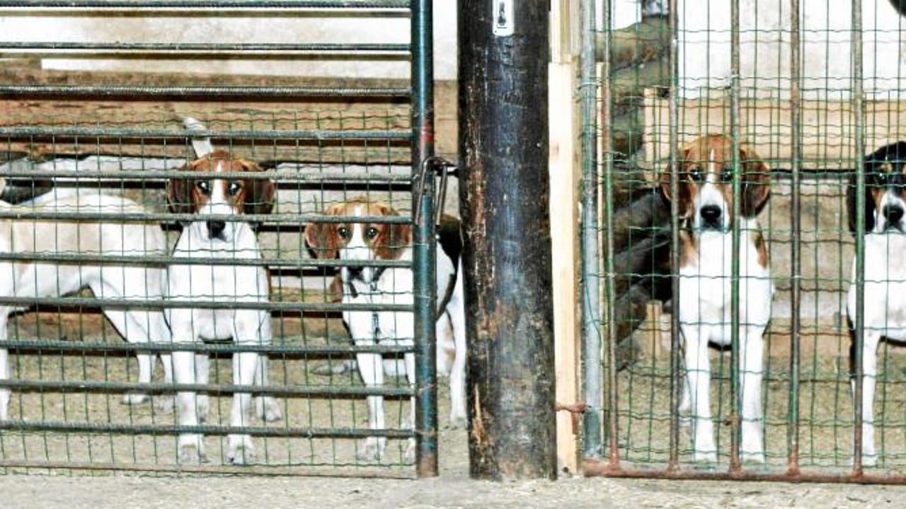 Identifier un élevage de chiens légal