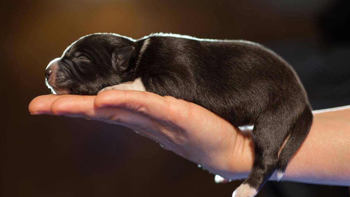 Chiot souffrant du syndrome du nageur.