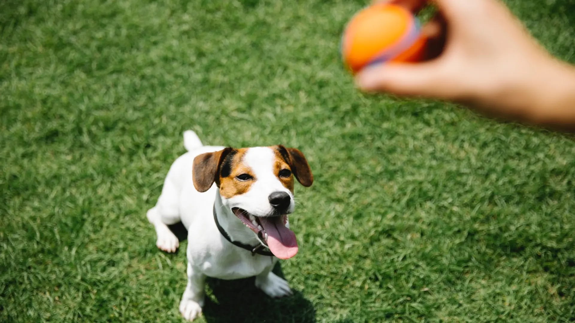 Chien jouant avec sa balle