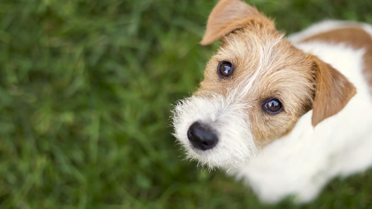 Chien établissant un contact visuel avec son maître