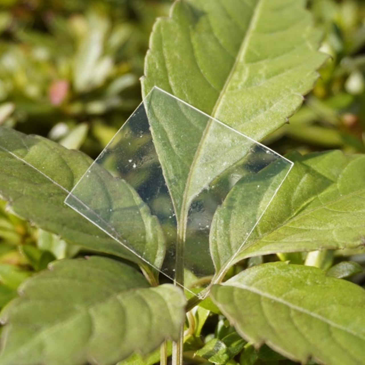 Recherches sur le Plastique