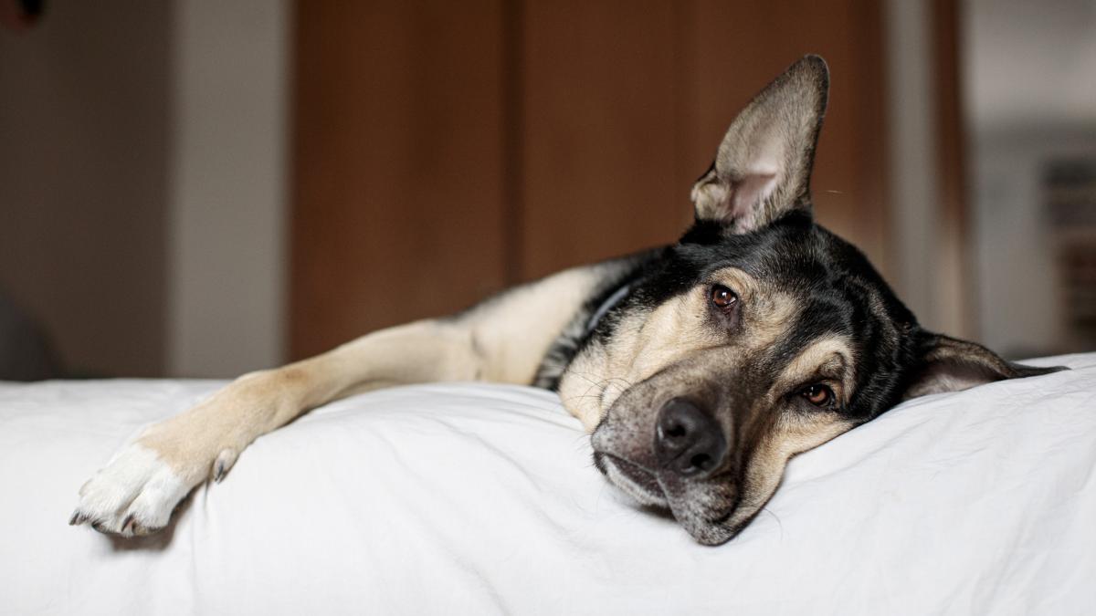 Chewing-gum et danger pour les chiens.