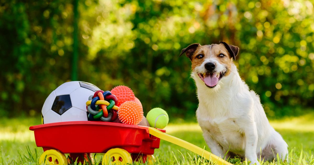 Chien profitant d'une activité en plein air