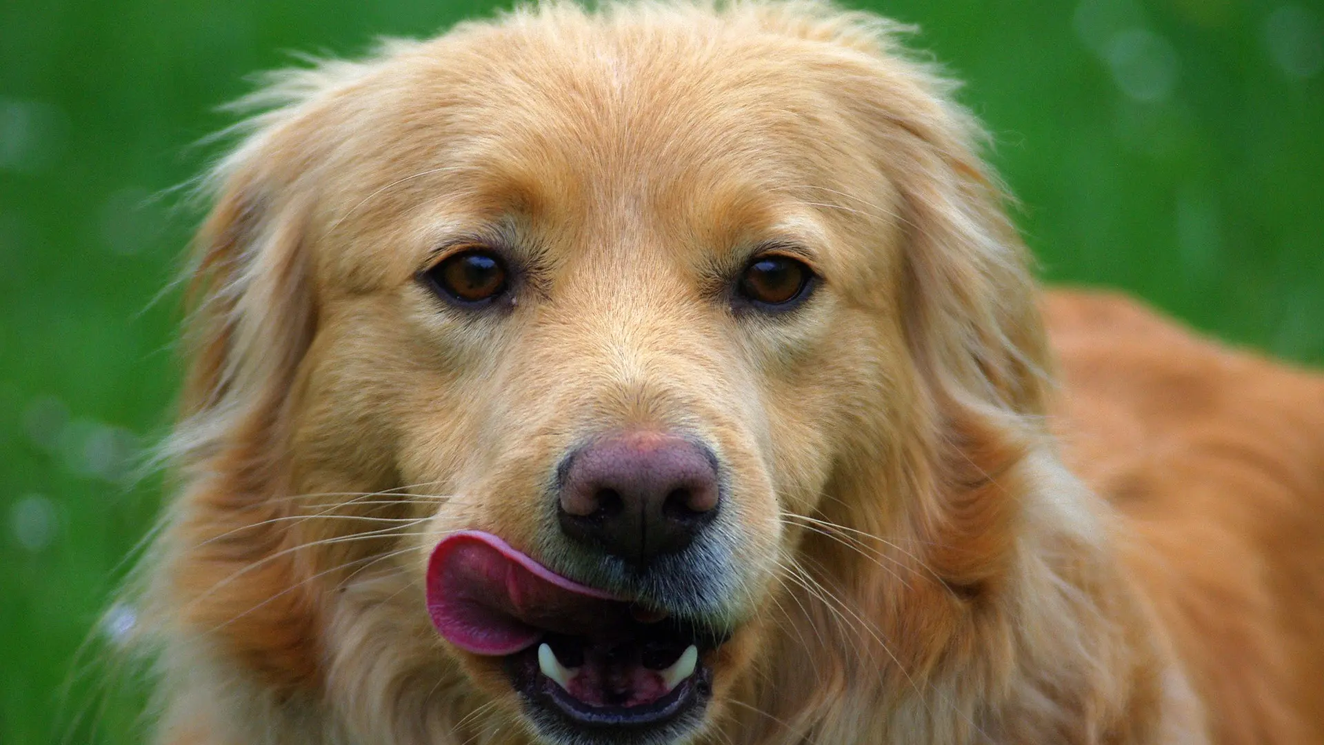 Chien avec des problèmes digestifs à cause du chewing-gum.